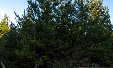 Parcela en venta en CHEPICA