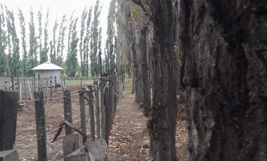 En Venta, Chacras Productivas de 34 Ha, Entre Lamarque y Pomona.