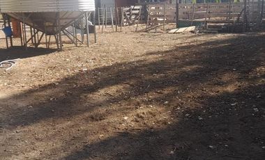En Venta, Chacras Productivas de 34 Ha, Entre Lamarque y Pomona.