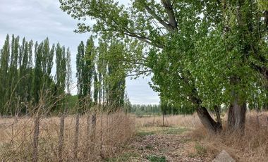 En Venta, Chacras Productivas de 34 Ha, Entre Lamarque y Pomona.