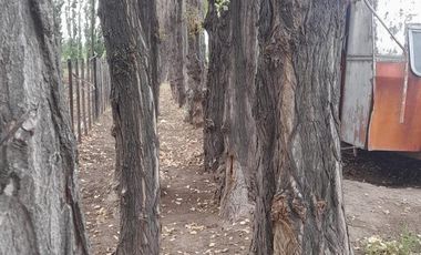 En Venta, Chacras Productivas de 34 Ha, Entre Lamarque y Pomona.