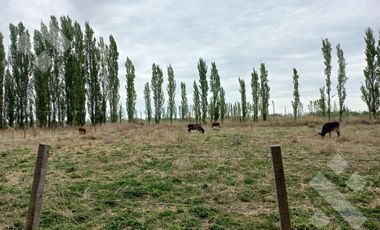 En Venta, Chacras Productivas de 34 Ha, Entre Lamarque y Pomona.