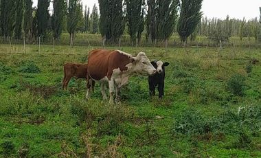 En Venta, Chacras Productivas de 34 Ha, Entre Lamarque y Pomona.
