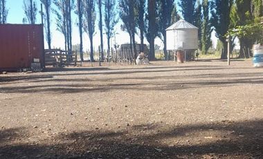 En Venta, Chacras Productivas de 34 Ha, Entre Lamarque y Pomona.