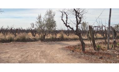 VENTA FINCA DE 72 HAS EN ISLA GRANDE, SAN ROQUE – MAIPÚ, MZA