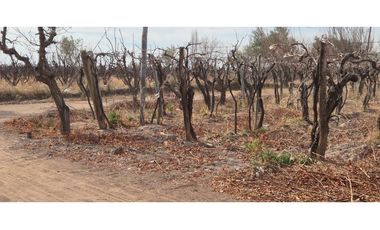 VENTA FINCA DE 72 HAS EN ISLA GRANDE, SAN ROQUE – MAIPÚ, MZA