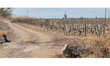 VENTA FINCA DE 72 HAS EN ISLA GRANDE, SAN ROQUE – MAIPÚ, MZA