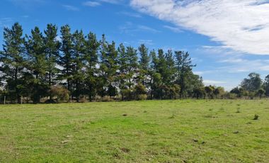 10 HECTÁREAS EN NIQUÉN  APTO PARA LOTEO DE 20 PARCELAS