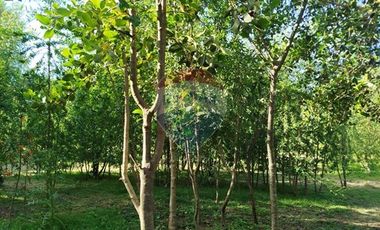 Venta Parcela Orilla Carretera Pucón Villarrica