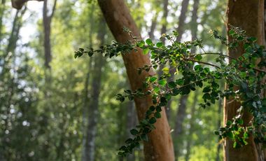 Venta Parcela Villarrica Ñancul