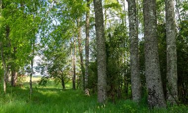 Venta Parcela Villarrica Ñancul