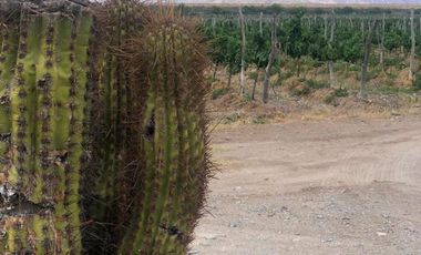 Bodega en Venta en Cafayate - Salta