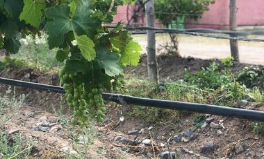 Bodega en Venta en Cafayate - Salta