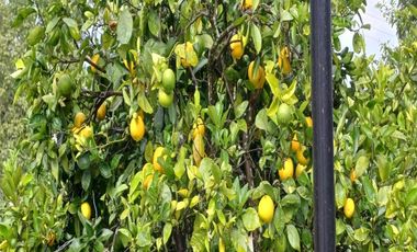 Venta De Casa En Dapa, Cali, Yumbo, Campestre, Finca