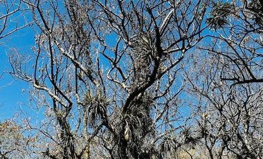 OPORTUNIDAD EN LA ZONA CON MAYOR PLUSVALÍA -  VENTA TERRENO EN TEPOZTLAN MORELOS