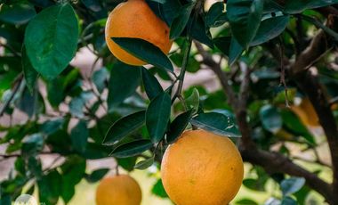 Cannes - Barrio Privado