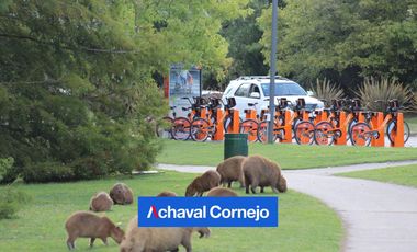 NORDELTA| EL PALMAR | Departamento 3 ambientes con jardín en VENTA