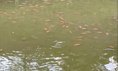 Se Vende Finca La Loma En Santa Barbara, Antioquia