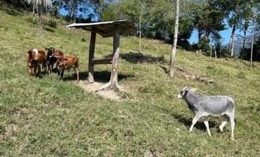 Se Vende Finca La Loma En Santa Barbara, Antioquia
