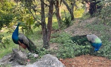 Se Vende Finca La Loma En Santa Barbara, Antioquia