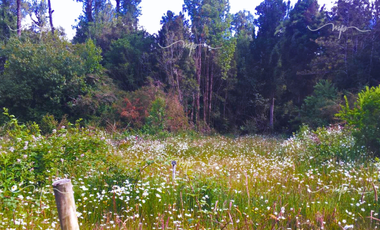 CAMINO A ESTAQUILLA PARCELA 5000 M2