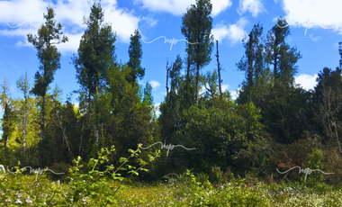 CAMINO A ESTAQUILLA PARCELA 5000 M2