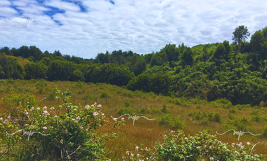 PARCELA DE 20500 M2 CEBADAL MAULLIN