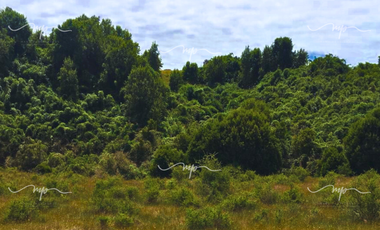 PARCELA DE 20500 M2 CEBADAL MAULLIN