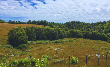 PARCELA DE 20500 M2 CEBADAL MAULLIN