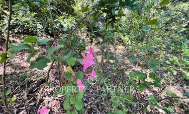 Linda casa en la precordillera con entorno nativo