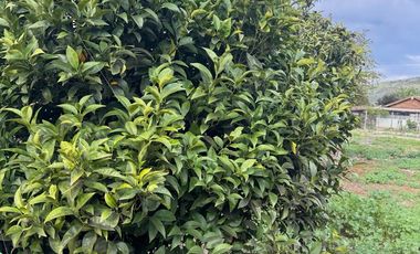 TERRENO GRANDE, PRECIO BAJO, RETORNO ALTO