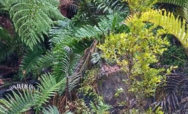 Parcela en Venta en Los Muermos