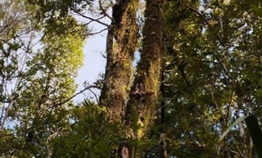 Parcela en Venta en Los Muermos