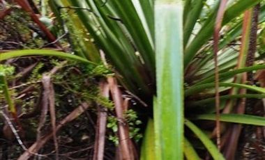 Parcela en Venta en Los Muermos