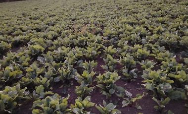 Parcela en Venta en Los Muermos