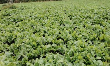 Parcela en Venta en Los Muermos