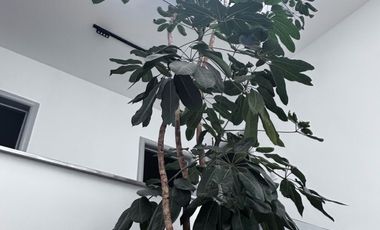 Casa en Polanco III Sección, Miguel Hidalgo