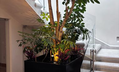 Casa en Polanco III Sección, Miguel Hidalgo