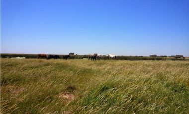 Campo mixto de 758 Has en Carlos Casares, Buenos Aires