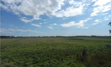 Campo mixto de 758 Has en Carlos Casares, Buenos Aires