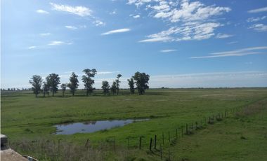 Campo mixto de 758 Has en Carlos Casares, Buenos Aires