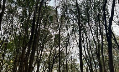 Terreno en Venta Barrio Privado Altos de San Carlos - Ingeniero Pablo Nogués