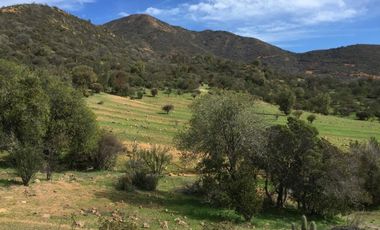 44 HECTAREAS EN COLLIGUAY, VENDO