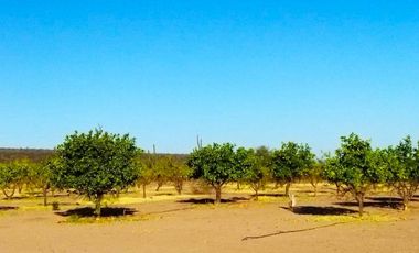 Rancho en VENTA, Rancho en Comondú ,BCS