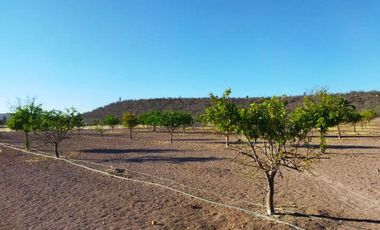 Rancho en VENTA, Rancho en Comondú ,BCS