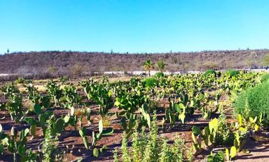 Rancho en VENTA, Rancho en Comondú ,BCS