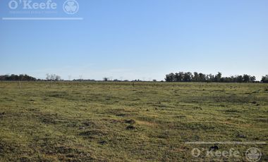 Chacra en venta 39 has Florencio Varela