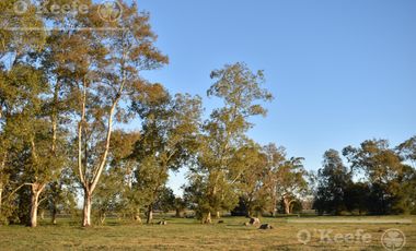 Chacra en venta 39 has Florencio Varela