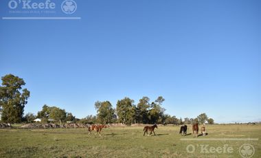 Chacra en venta 39 has Florencio Varela