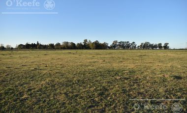 Chacra en venta 39 has Florencio Varela